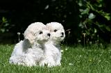 BICHON FRISE 614